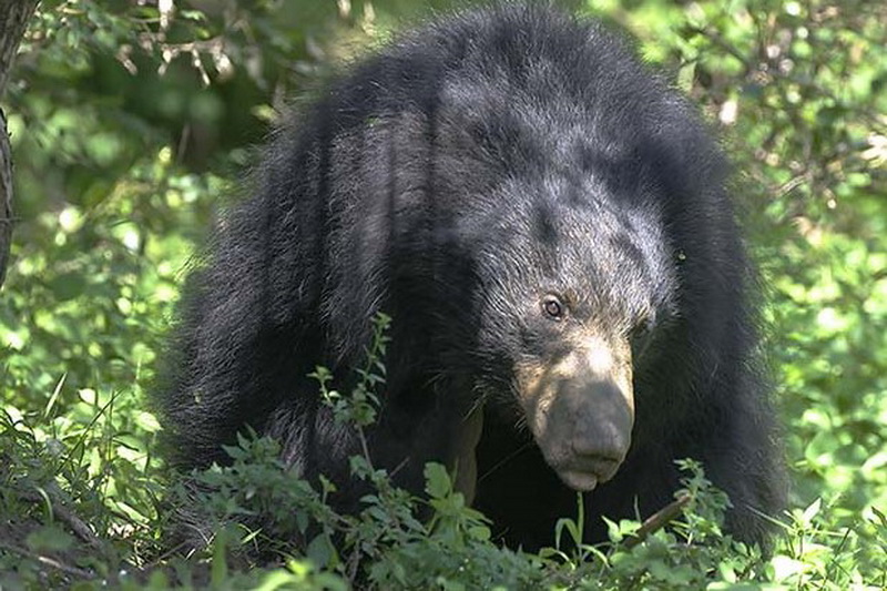 Sri Lanka, Yala National Park